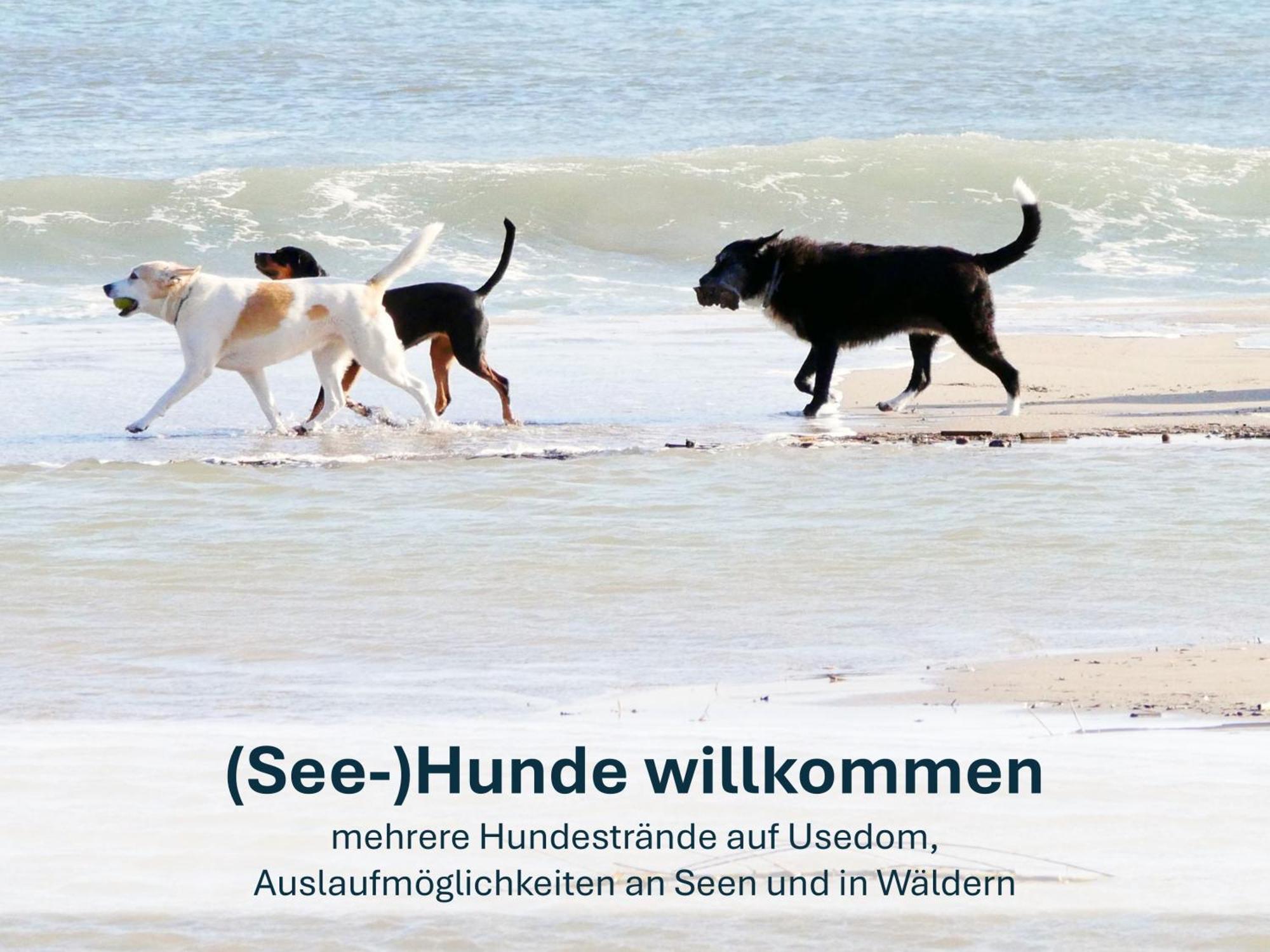 Ferienwohnung Ursel Heringsdorf  Buitenkant foto